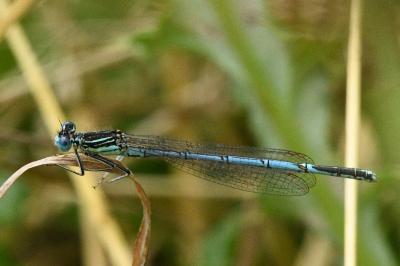<i>Platycnemis pennipes</i>