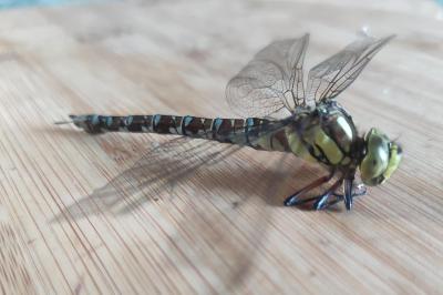 <i>Aeshna cyanea</i>