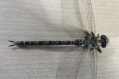 <i>Aeshna cyanea</i>
