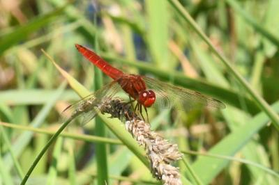 <i>Crocothemis erythraea</i>