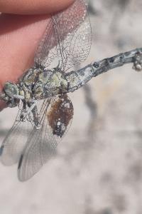 <i>Onychogomphus forcipatus</i>