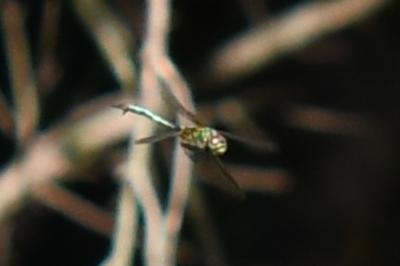 <i>Somatochlora metallica</i>