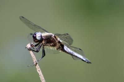 <i>Libellula fulva</i>