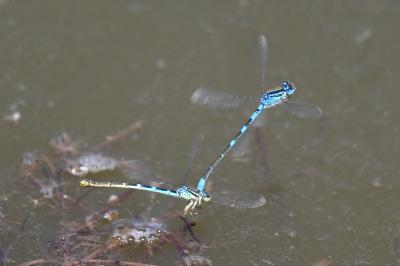 <i>Coenagrion scitulum</i>
