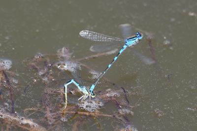 <i>Coenagrion scitulum</i>