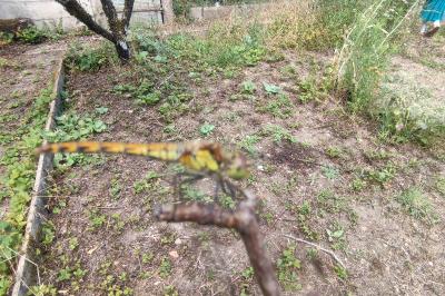 <i>Sympetrum sanguineum</i>