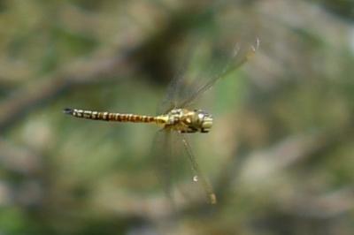 <i>Aeshna affinis</i>
