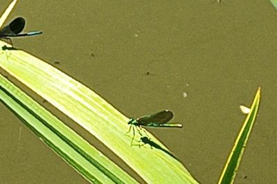 <i>Ischnura elegans</i>