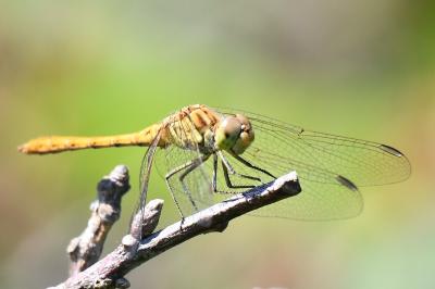 <i>Sympetrum meridionale</i>
