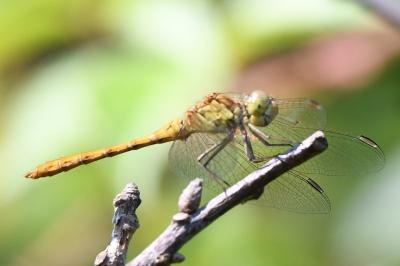 <i>Sympetrum meridionale</i>