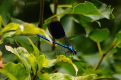<i>Calopteryx splendens</i>