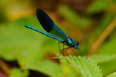 <i>Calopteryx splendens</i>