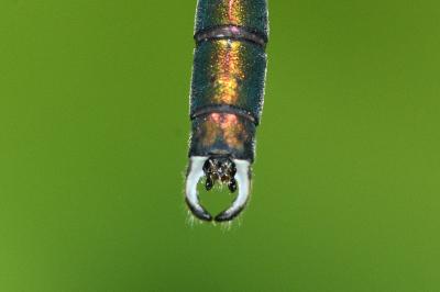 <i>Chalcolestes viridis</i>
