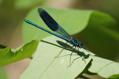 <i>Calopteryx splendens</i>
