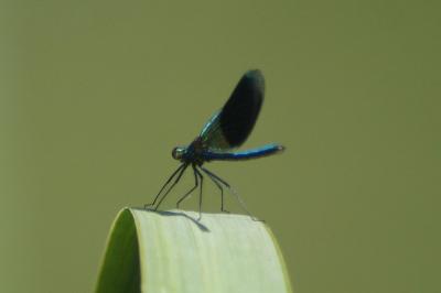 <i>Calopteryx splendens</i>