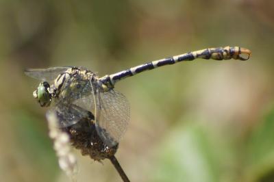 <i>Onychogomphus forcipatus</i>