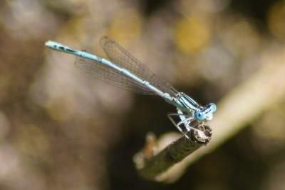 <i>Platycnemis pennipes</i>