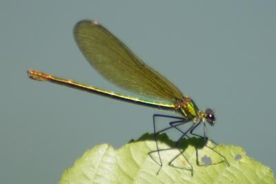 <i>Calopteryx splendens</i>