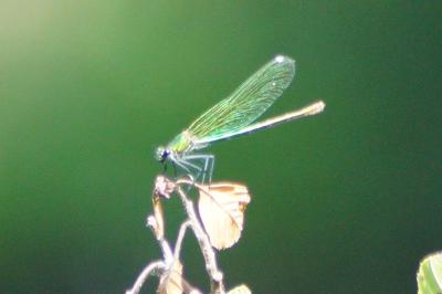 <i>Calopteryx virgo</i>