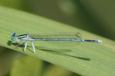 <i>Platycnemis pennipes</i>