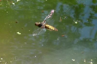 <i>Libellula depressa</i>