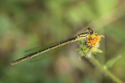 Erythromma lindenii