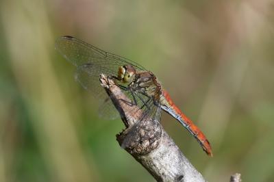 <i>Sympetrum sanguineum</i>