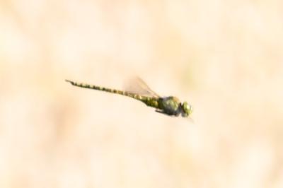<i>Aeshna affinis</i>