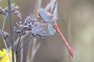 <i>Sympetrum meridionale</i>