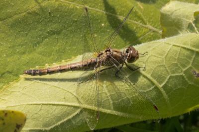 <i>Sympetrum striolatum</i>
