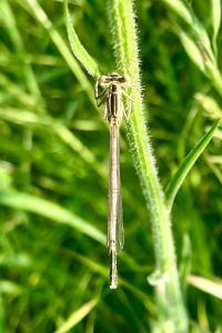 <i>Platycnemis pennipes</i>