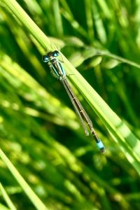 <i>Ischnura elegans</i>