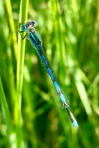 <i>Erythromma lindenii</i>