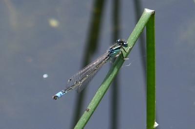 <i>Ischnura pumilio</i>