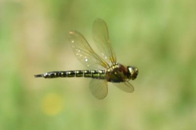 <i>Brachytron pratense</i>