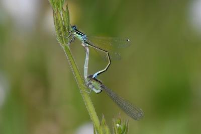 <i>Ischnura pumilio</i>