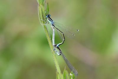 <i>Ischnura pumilio</i>