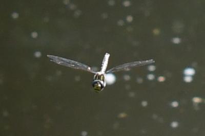 <i>Brachytron pratense</i>