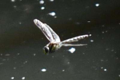 <i>Brachytron pratense</i>