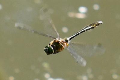 <i>Cordulia aenea</i>