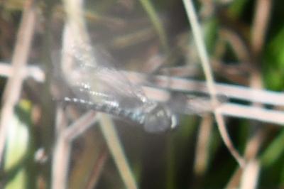 <i>Brachytron pratense</i>