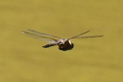 <i>Epitheca bimaculata</i>
