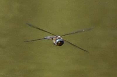 <i>Epitheca bimaculata</i>