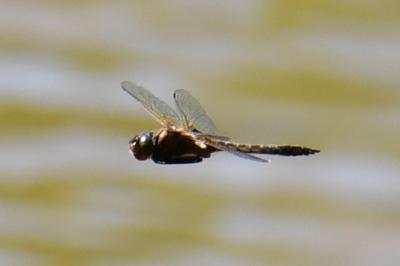 <i>Epitheca bimaculata</i>