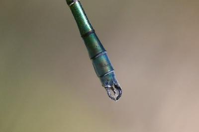 <i>Lestes dryas</i>