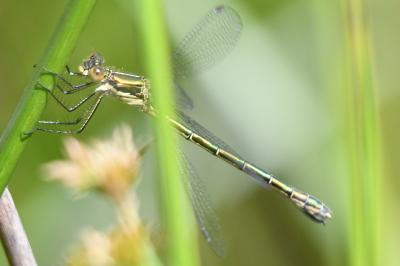 <i>Lestes dryas</i>
