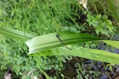 <i>Ischnura elegans</i>