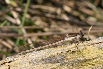 <i>Sympecma fusca</i>