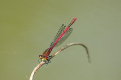 <i>Pyrrhosoma nymphula</i>