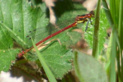 <i>Pyrrhosoma nymphula</i>
